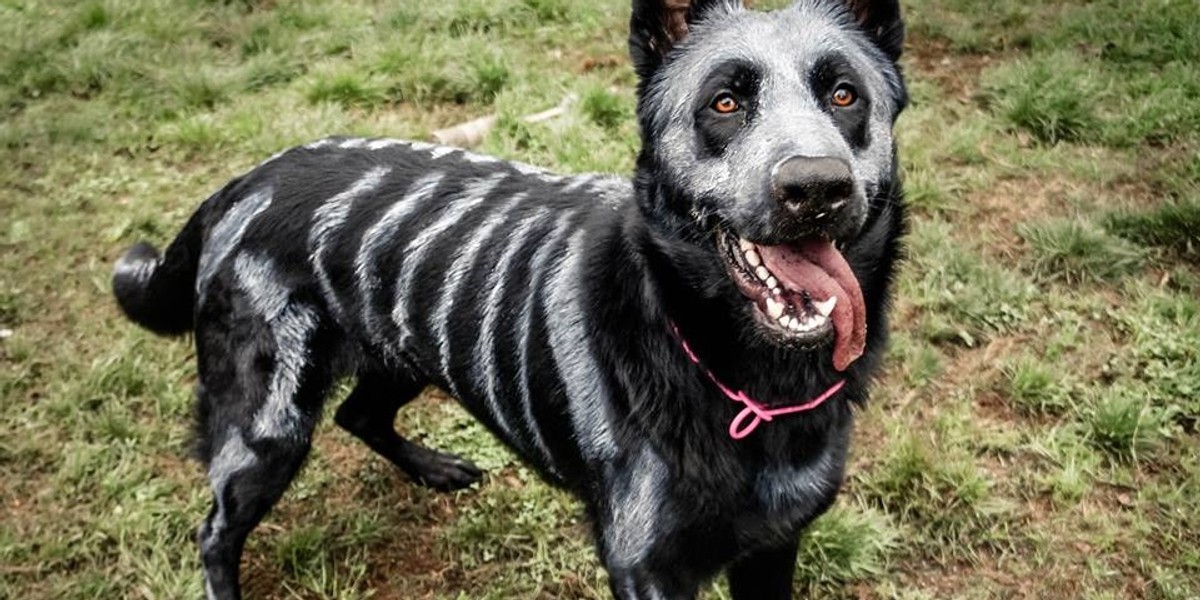 The Painted Skeleton Dog Nixe.