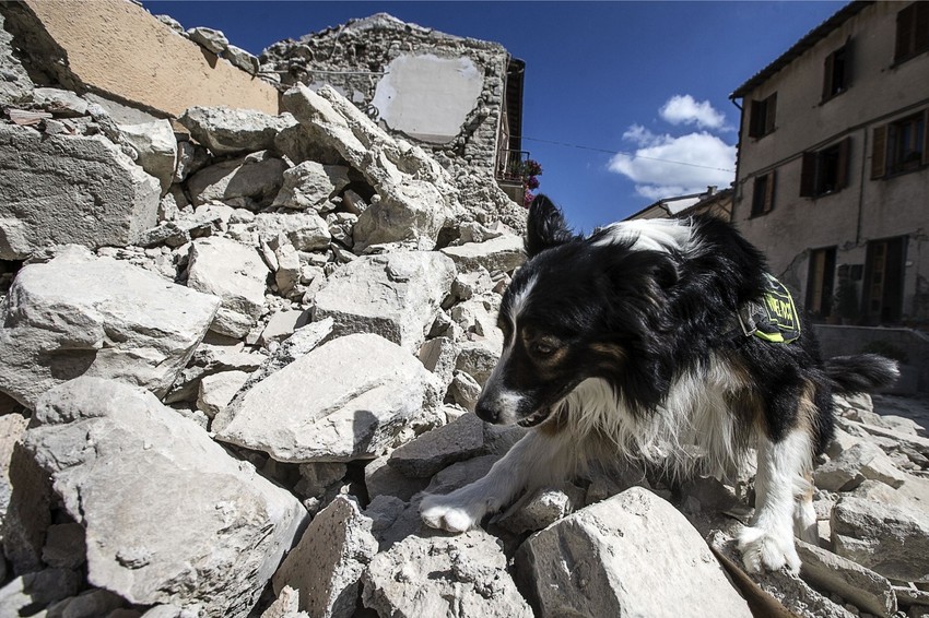 Imaju li psi šesto čulo?