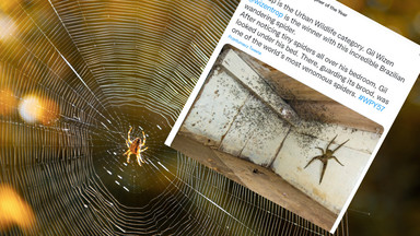 Sfotografował pająka giganta znalezionego pod łóżkiem. Zdjęcie dostało prestiżową nagrodę