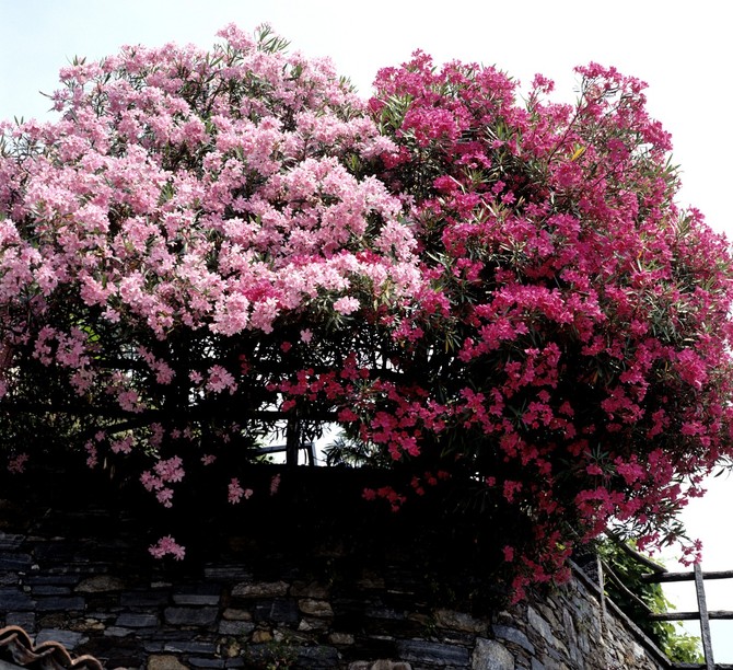 Oleander