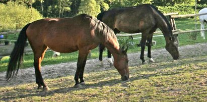 Zaskakujące wyniki badań na koniach