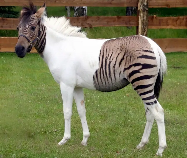 zebra i pony