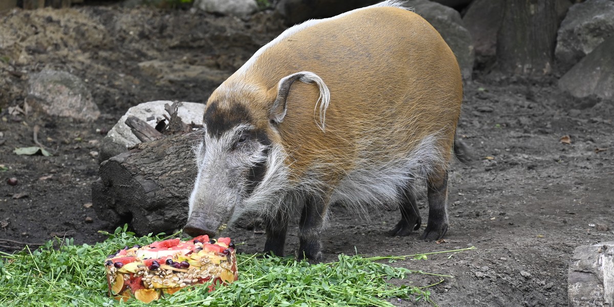 Petunia, samica świni rzecznej z wrocławskiego zoo, świętowała właśnie swoje 17. urodziny! Był tort, najbliższa rodzina solenizantki i tłum fotoreporterów.