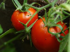 Pomidory w maju. Co należy zrobić w ogrodzie? PORADY