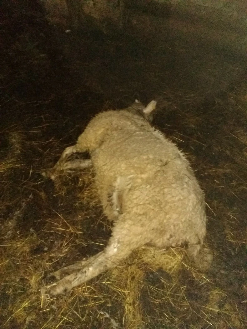 Ovca zaklana u štali