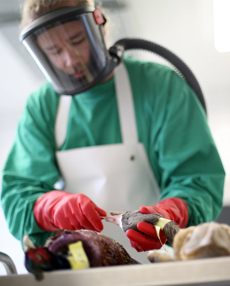 Testiranje živine na ptičji grip u Krefeldu, Nemačka