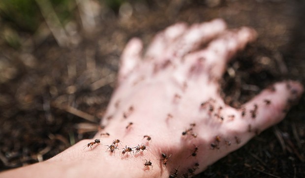 Formikacija je lažni osećaj mravinjanja, puzanja ili kretanja insekata po telu