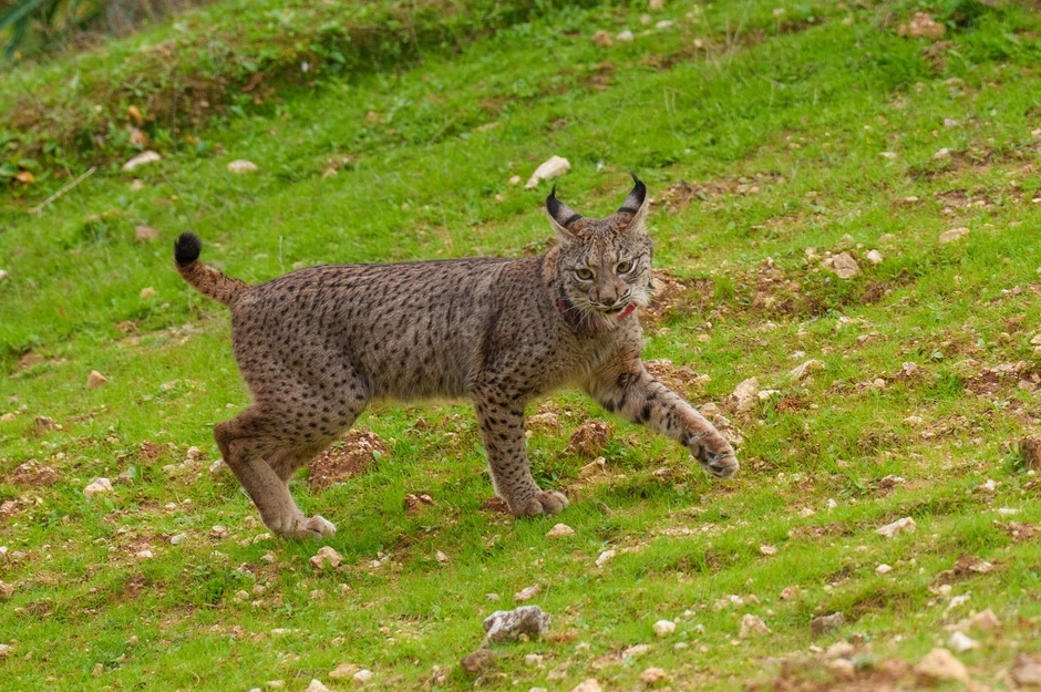 Ris spada u osetljiviju populaciju divljih životinja
