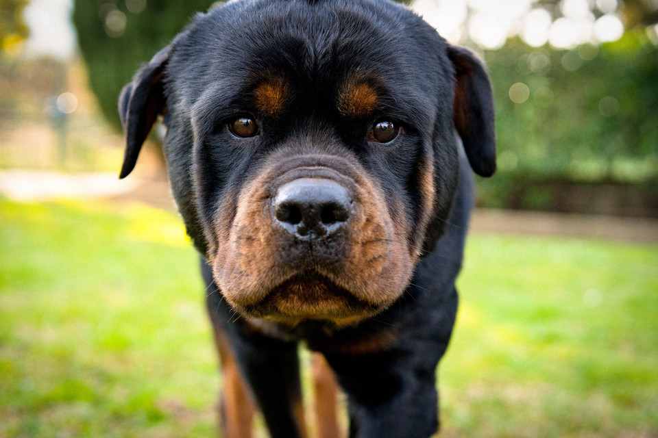 Rottweiler