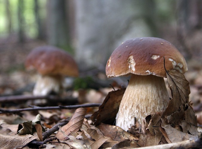 Grzyby, zwłaszcza młode, zawrają białko