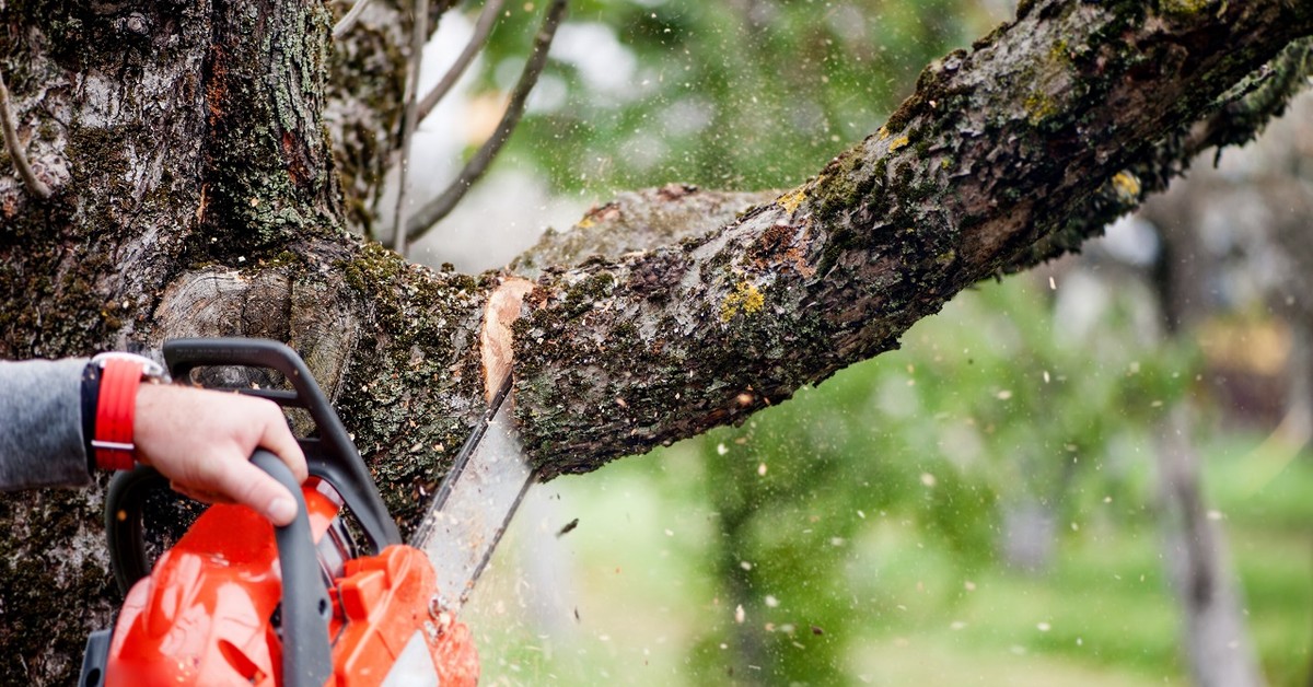 Wycinka drzew z własnej działki po nowemu. Przepisy dają 60 dni, a potem koniec