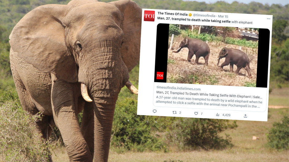 Chciał zrobić selfie ze słoniem. Zmarł na miejscu (fot. screen: twitter.com/@timesofindia)