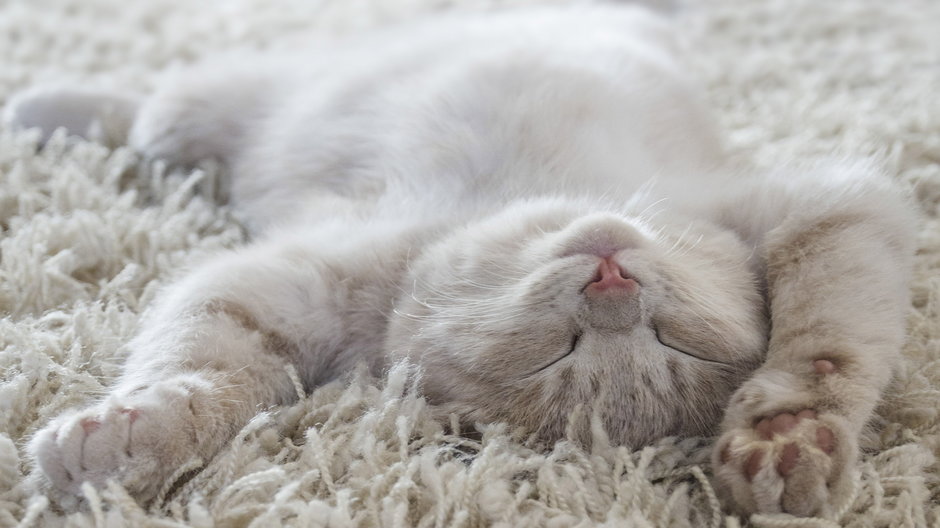 Dlaczego kot śpi prawie cały dzień? - berna_rikur/stock.adobe.com