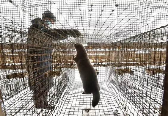 Włochy zakazują hodowli zwierząt na futra. Zmiany zaczną się już w styczniu