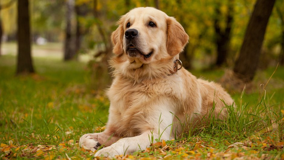 Golden retriever