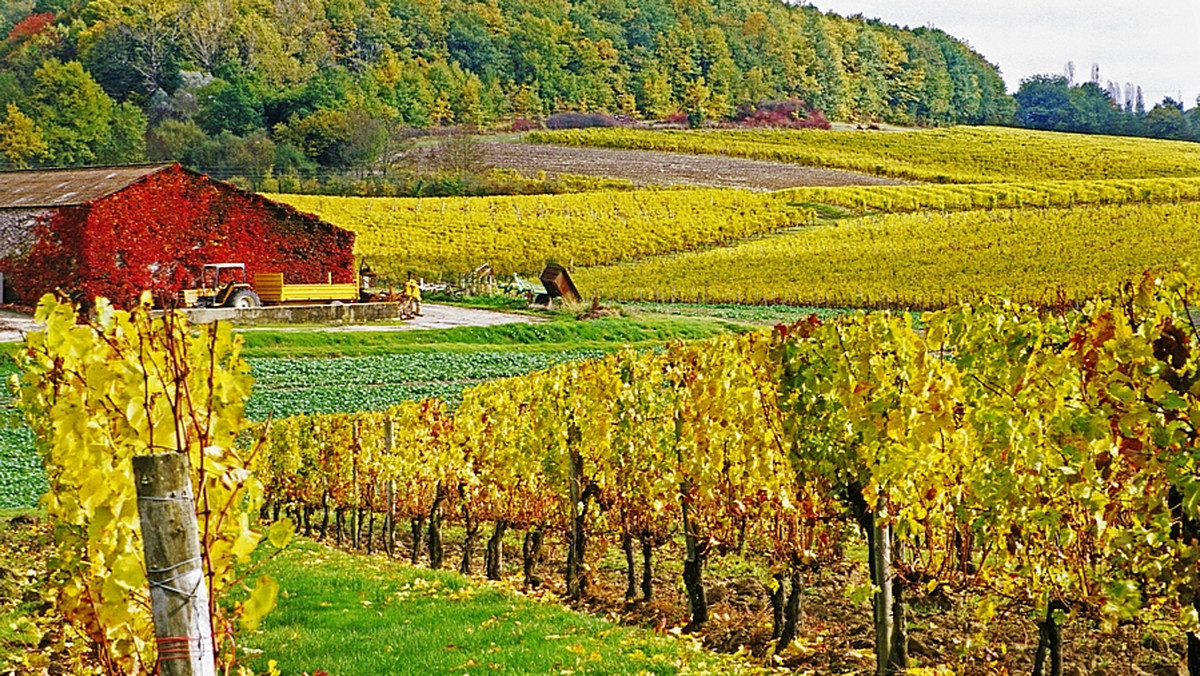 Z jednej strony Périgord jest inny o każdej godzinie, każdego dnia i z każdą porą roku. Inaczej wygląda po porannym przymrozku, inne ma barwy, gdy przejdzie burza. Z drugiej strony od setek lat nic tu się nie zmieniło. Mimo że życie pędzi, a reżimy przemijają, w wiejskim Périgord wciąż, tak jak przed wiekami, uprawia się winorośl, produkuje wino i smakuje foie gras. I jak co roku w październiku Périgord stroi się w złoto i purpurę.