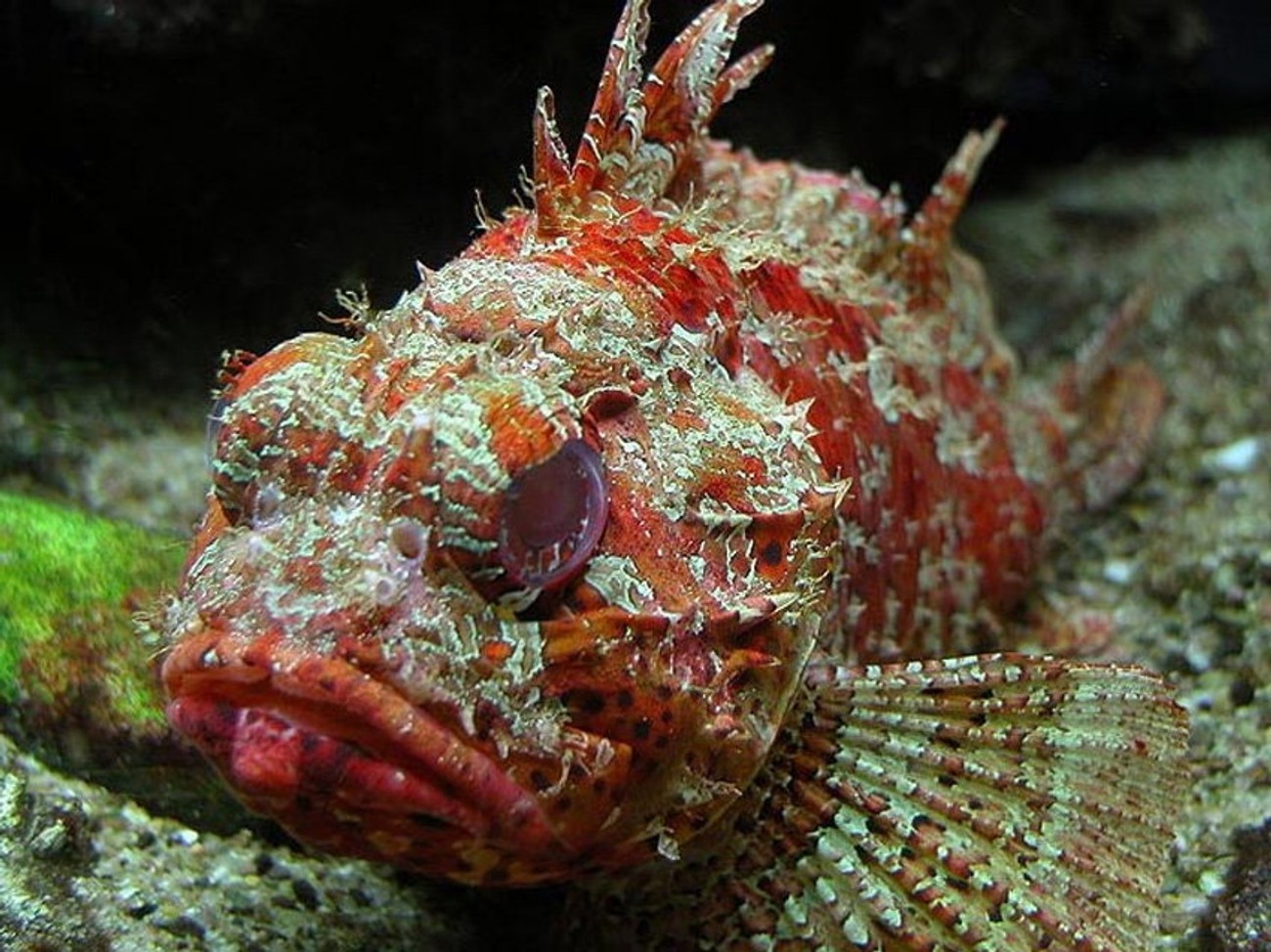 Фото рыбы самая. Морской Ерш скорпена. Рыба скорпена бородавчатка. Золотистая скорпена. Скорпена Черноморская ядовитая.