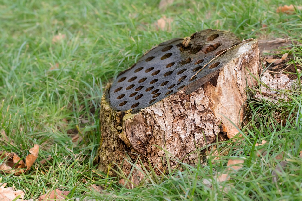 Prvým krokom je navŕtať hlboké otvory – práve tie umožnia účinnej látke preniknúť hlboko do dreva.