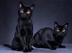 Why are black cats considered bad luck?