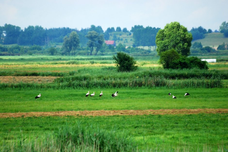 Kodeń. Królowa i Matka Podlasia