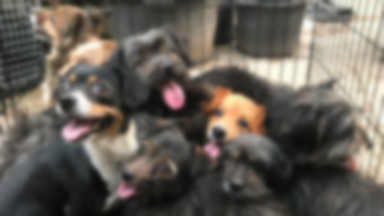 Dolny Śląsk: odebrali właścicielowi 60 psów, które potrzebują pomocy