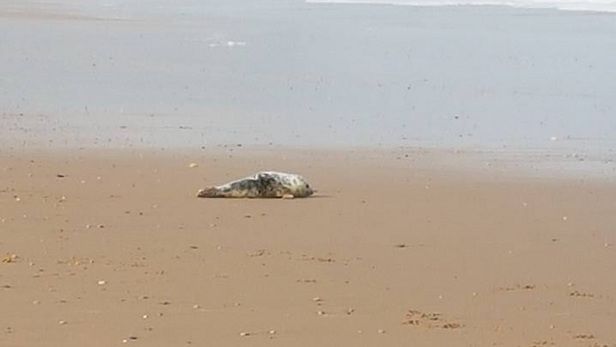 25-letnia Sarah Tough ma wielkie serce. Kiedy pewnego dnia wzięła psa na spacer po plaży Crimond, nieopodal Hartlepool, zauważyła grupę około ośmiu nastolatków, którzy męczyli małą fokę. Kobieta, nie wahając się ani chwili, postanowiła zainterweniować i zwrócić im uwagę, za co wymierzono jej cios pięścią w noc.