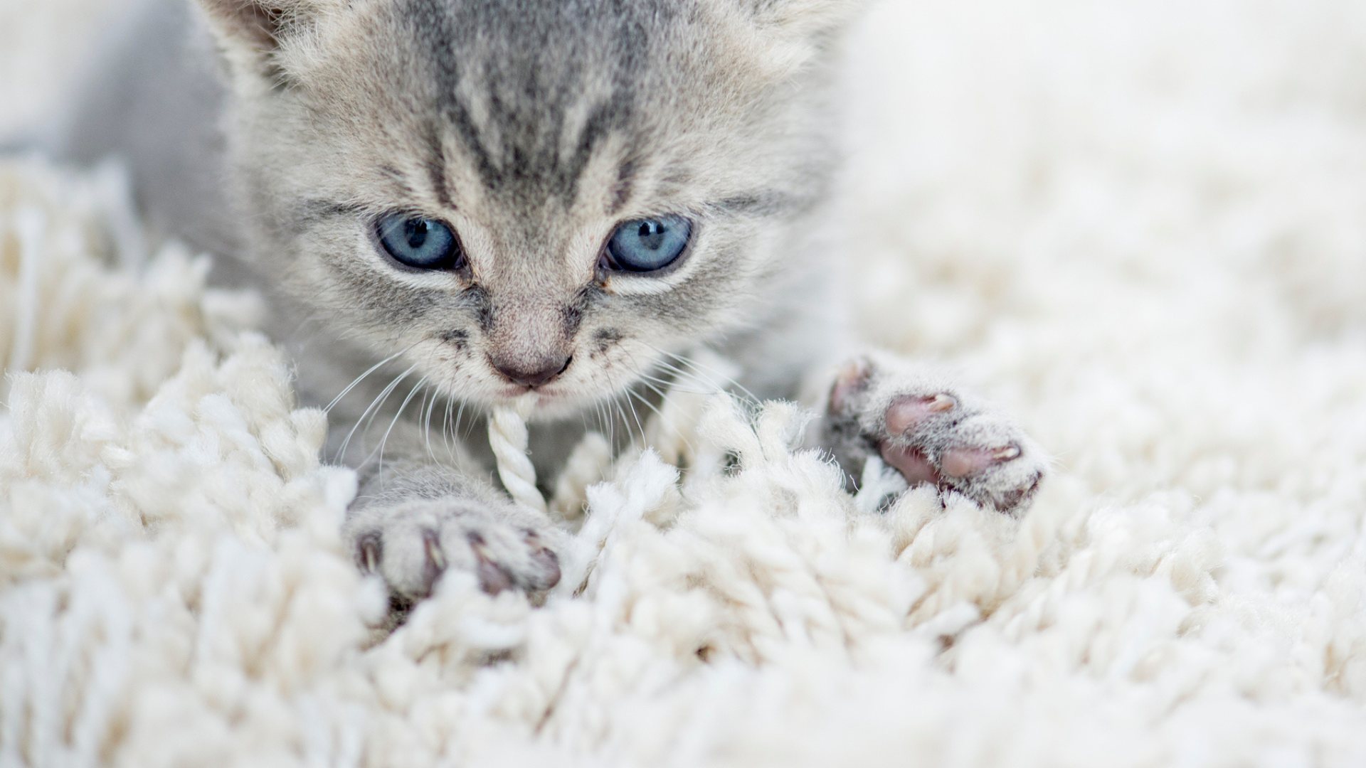 Ako sa cíti mačka, keď "miesi" svojimi labkami? Týmto správaním chce  majiteľovi niečo povedať | Obkec.sk