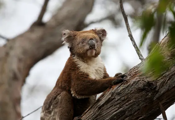 Misie koala zagrożone wyginięciem. Do 2050 mogą zniknąć z części Australii