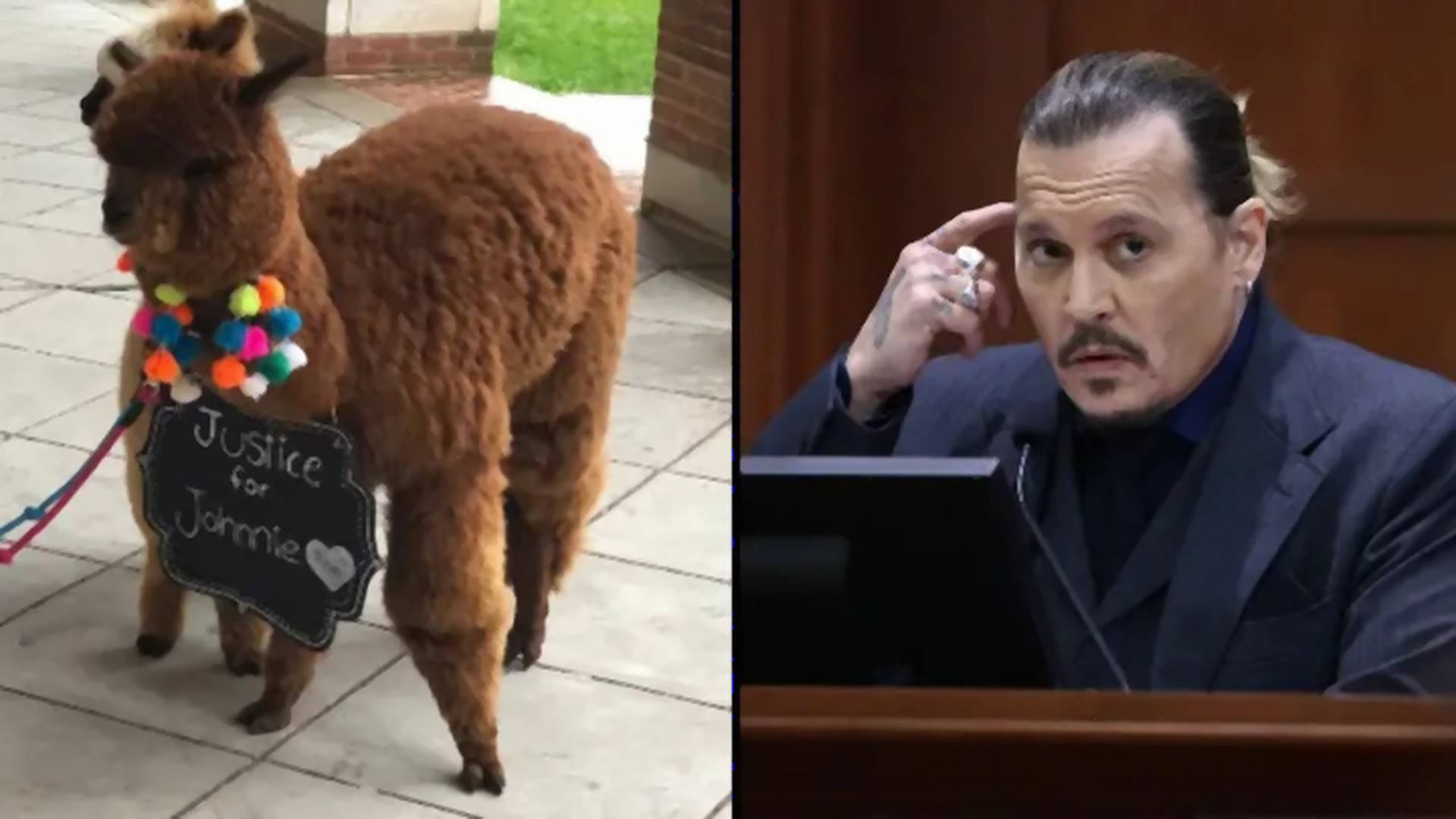 Váratlan fordulat: két alpaka is megjelent a bíróság előtt a Depp-Heard perben