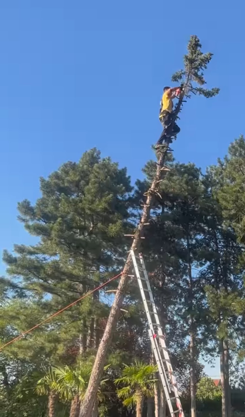 Ivana Mihić tužna jer su morali da poseku drvo na njenom imanju