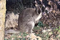 Słupno: Uciekł z rancza, skakał po ulicy. Kangur na gigancie