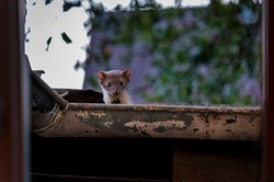 Kuny zajęły miasto? "Hyc, spod samochodu wybiegła". Ekostraż zabrała głos