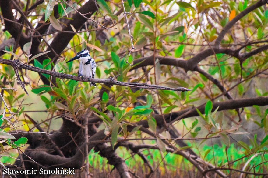 Rzeka Gambia