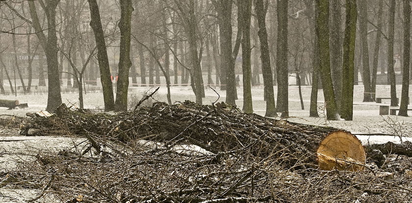Kraków wyciął 13 tys. drzew