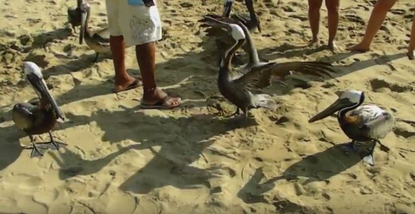 Pelikan voli da đuska