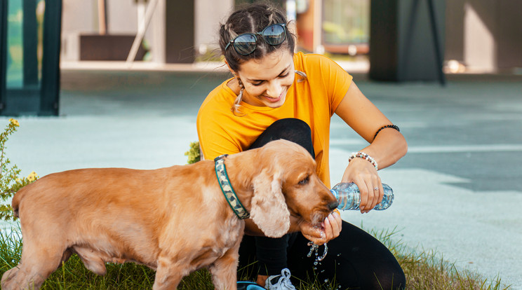 Ha nyáron sétálni indulunk, vigyünk elegendő vizet a kutyának is / Fotó: Getty Images