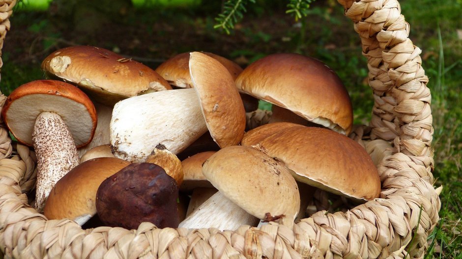 Włoski smak jesieni - funghi porcini