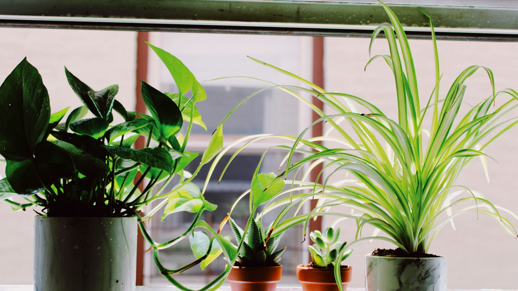 Izbové rastliny dokážu skvele čistiť vzduch.