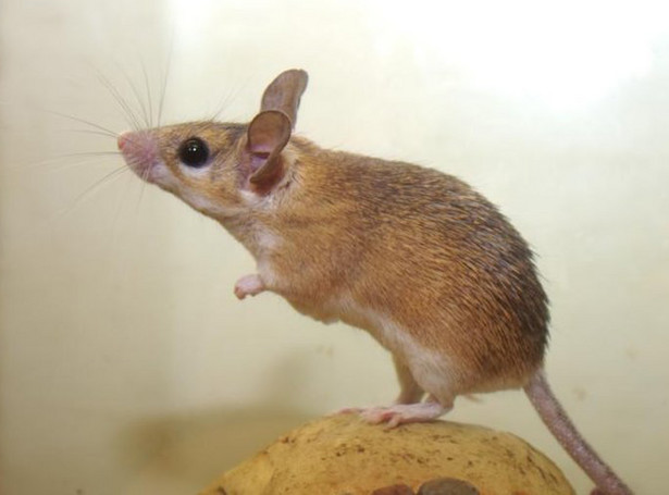 Myszy są jak ludzie - piszczą podczas seksu
