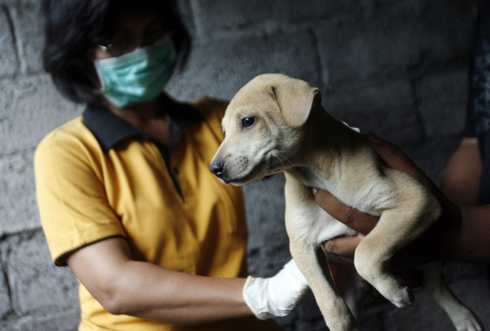 INDONESIA BALI DOG RABIES