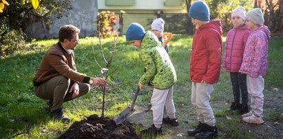 Szkoły i przedszkola w Łodzi będą miały własne sady owocowe. Na początek jabłonie i grusze. Przyjdzie czas na mirabelki w parkach i przy ulicach?