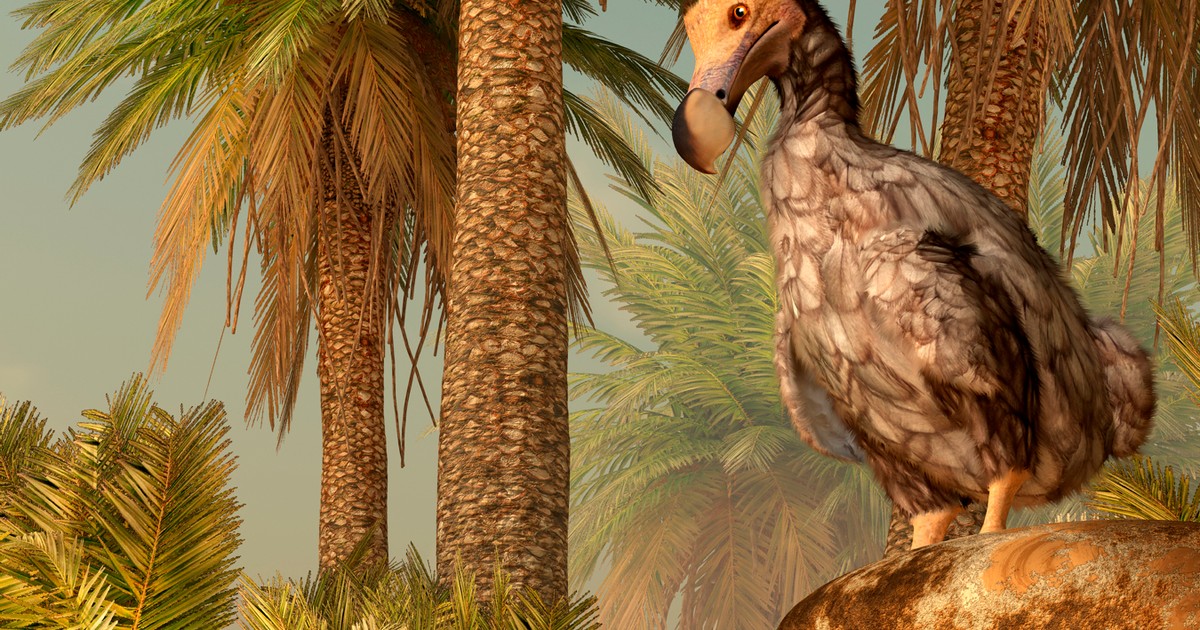 Nie uciekał przed ludźmi, więc ci nazwali go "durniem", a potem wybili. Naukowcy chcą ożywić ptaka dodo