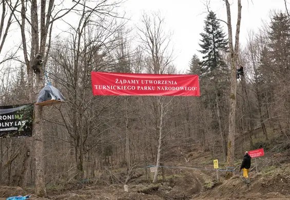 Okupują Puszczę Karpacką. "Jesteśmy zdesperowani. Ma stąd wyjechać 36 tys. tirów drewna"