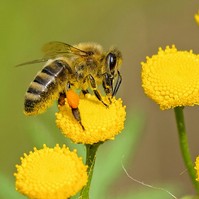 Beporzóbarát város: a biodiverzivitás a városokban is elengedhetetlen
