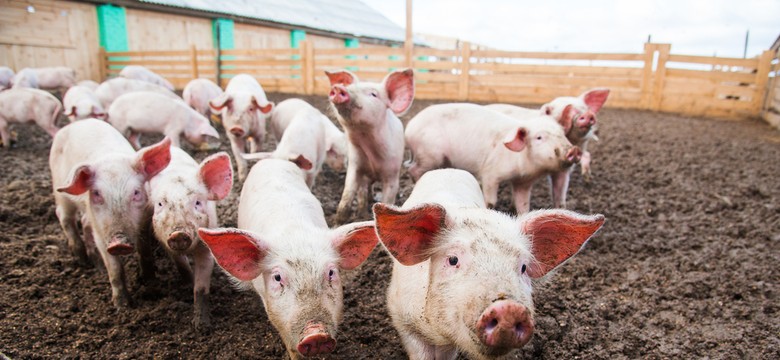 Pożar fermy świń w Suchorzu. Zwierzęta nie ucierpiały