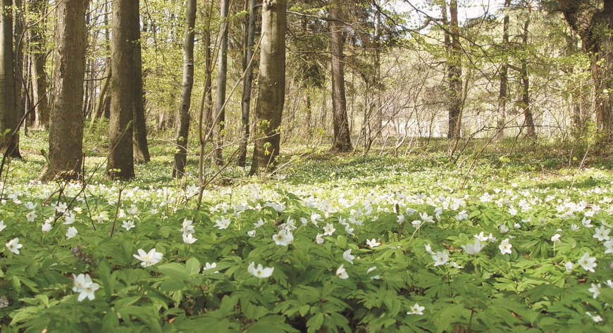 Dolina Bystrzycy i jej bajkowy krajobraz. FOT. DOLNOŚLĄSKI ZESPÓŁ PARKÓW KRAJOBRAZOWYCH