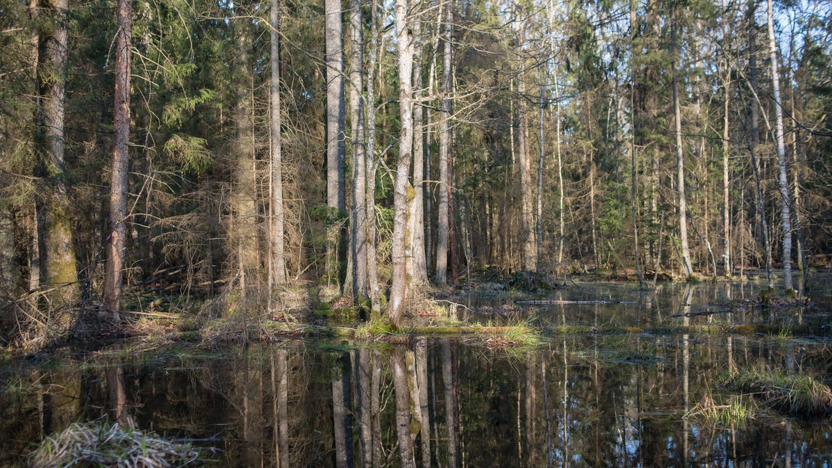 Puszcza Białowieska las drzewa zieleń bagna