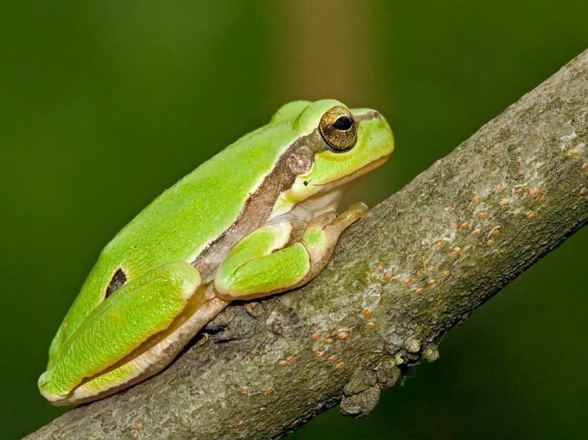 10 4 Hyla arborea