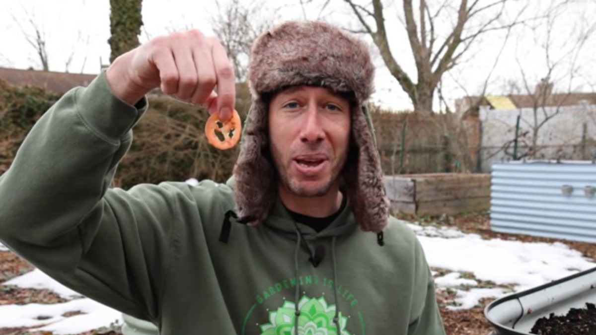 Posadio paradajz iz burgera