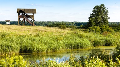 Biebrzański Park Narodowy wydzierżawi łąki. "Cel jest jednoznaczny"